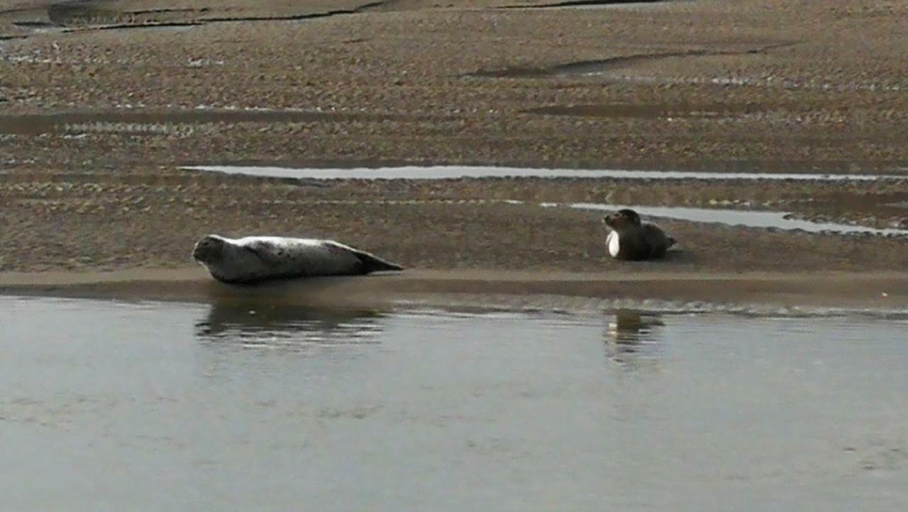 La Longere A La Mer 6 Pers 3 Chambres Grand Jardin Clot A Fort-Mahon-Plage Bagian luar foto